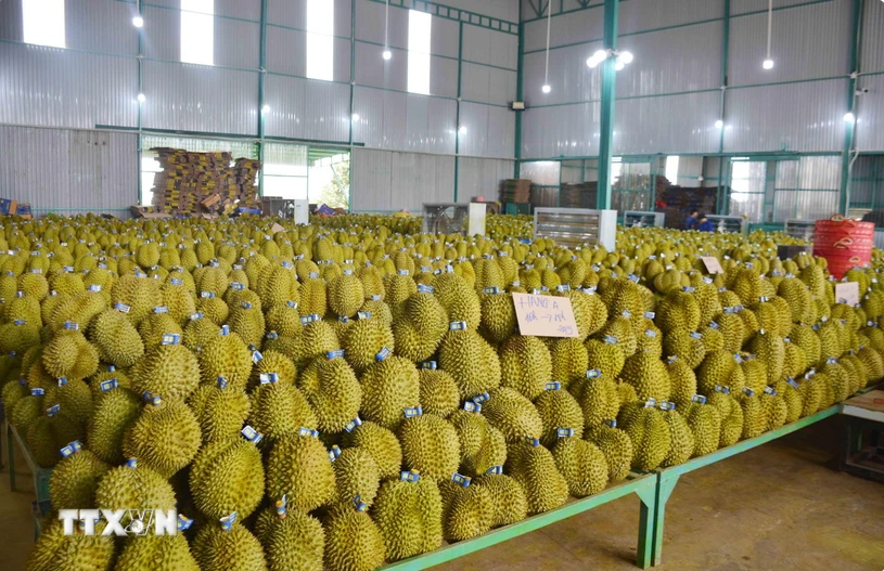 Vietnamese durian is increasingly popular among Chinese consumers. (Photo: VNA)