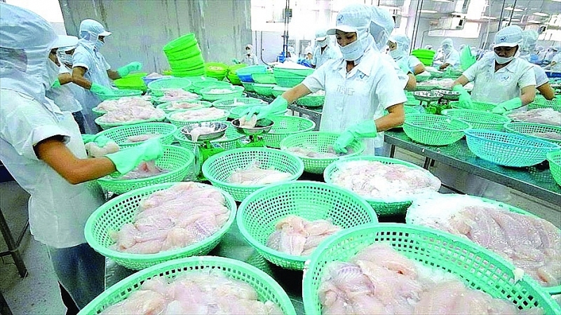 Processing pangasius for export at Vinh Hoan Joint Stock Company. Photo: Provided by the company