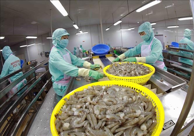 Processing shrimp for export at Minh Phu Seafood Corp (Photo: VNA)