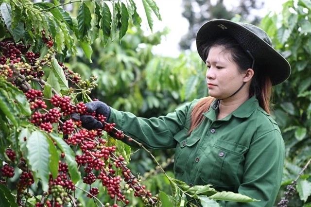 A worker harvests coffee in the Central Highlands province of Dak Lak. (Photo: VNA)