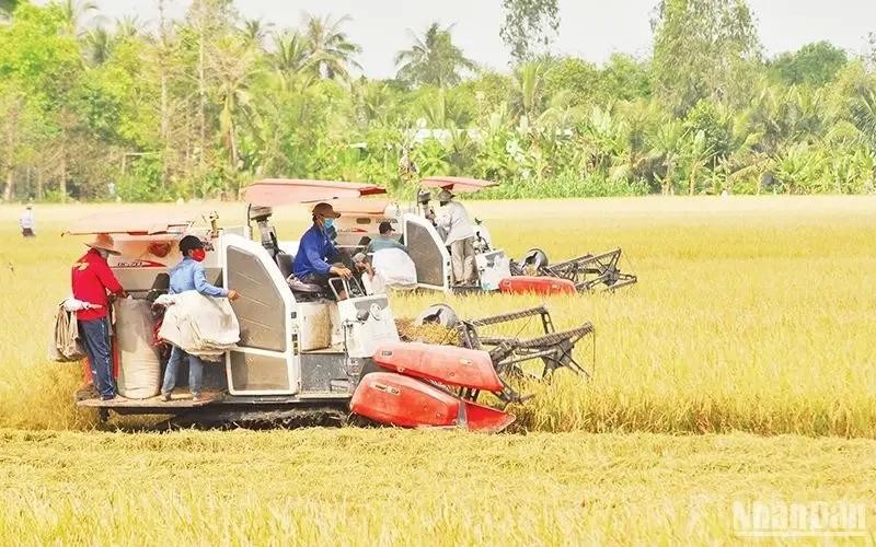 Rice harvest in Hau My Trinh commune, Cai Be district, the Mekong Delta province of Tien Giang (Photo: nhandan.vn)