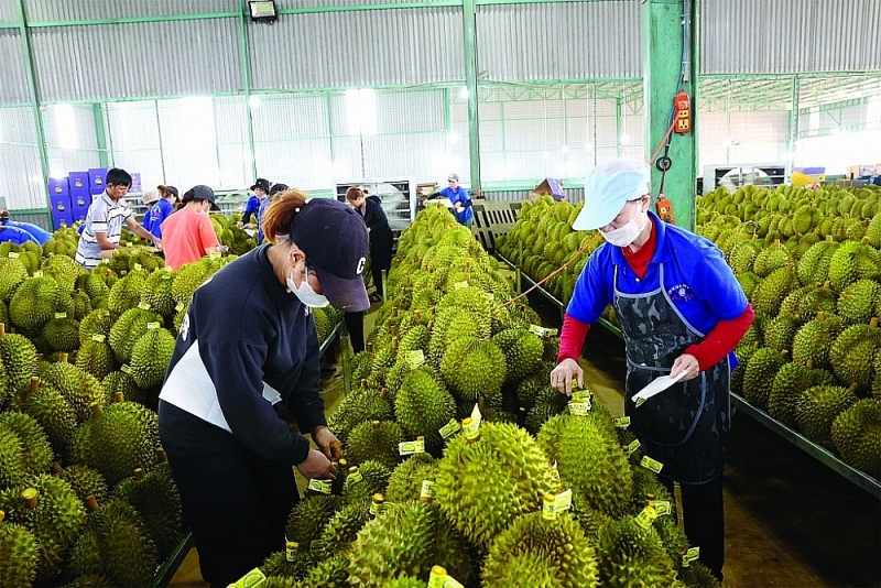 Durian is also on the list of products that the EU proposes to reduce the MRL of Zoxamide from 0.02ppm to 0.01ppm. Illustration photo: VNA