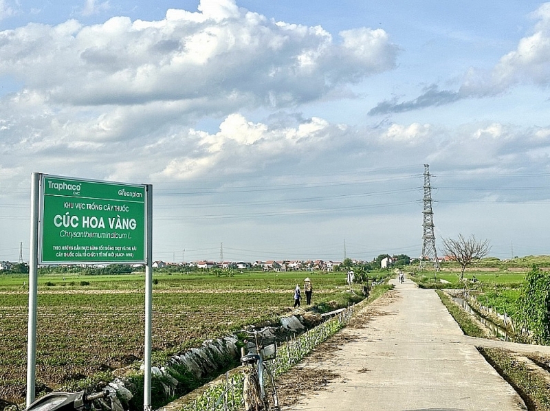 Traphaco CNC's yellow chrysanthemum growing area in Hung Yen. Photo: H.Dieu