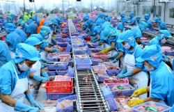 Mexico: The leading market in the CPTPP bloc importing Vietnamese Tra fish