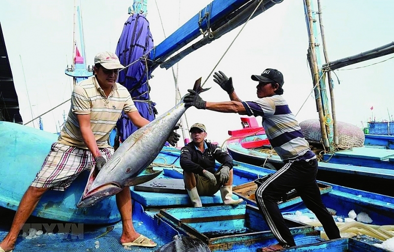 Seafood enterprises' raw material procurement is facing difficulties due to S/C confirmation. Photo: VNA