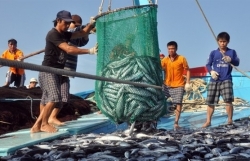 Tightening regulations and limited marine farming may impact exports