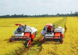 Around 2.7 billion USD needed to carry out 1 million ha high-quality rice project