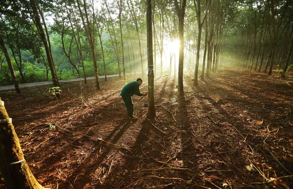 Vietnamese firms urged to quickly adapt to EU Deforestation Regulation