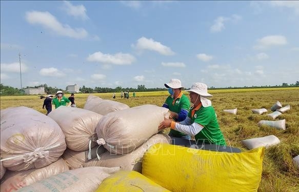 Rice exports top 6.1 million tonnes in eight months