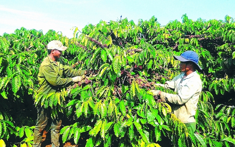 Coffee is one of the industries affected by the EUDR (European Union Deforestation Regulation). Photo: ST