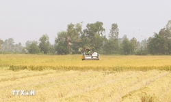 Regional forum seeks solutions to challenges in rice value chain development