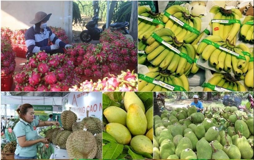 New markets help fruit exports grow to record revenues