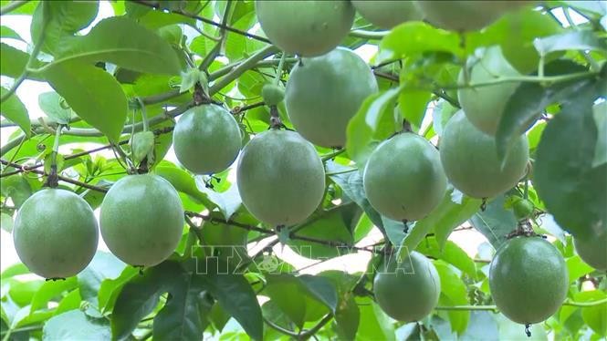 Passion fruit has become the fifth fruit of Vietnam to be officially exported to Australia, following mango, longan, lychee, and dragon fruit. (Photo: VNA)