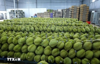 Vietnam’s frozen durian exports to China could reach 300 mln USD in 2024: Official