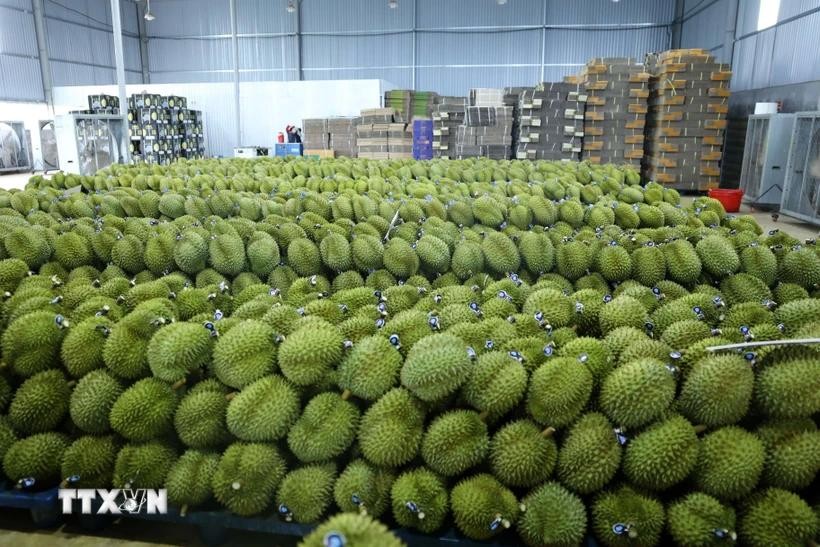 Vietnam now has around 150,000 hectares of durian, harvesting the tropical fruit all year round. (Photo: VNA)