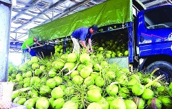 ready to export fresh coconut to the chinese market