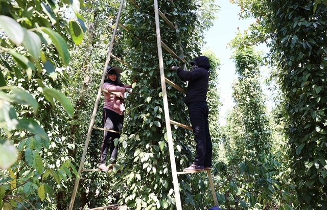 Price hike helps pepper regain high export status