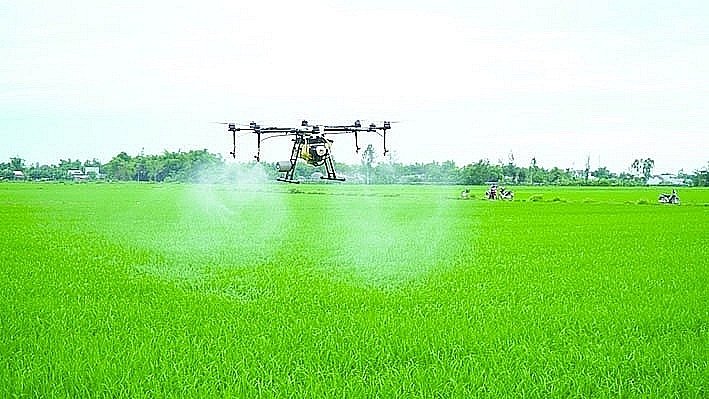 The project to develop one  million hectares of sustainable high-quality rice cultivation associated with green growth in the Mekong Delta region requires large capital to invest in equipment and materials for production. Photo: ST