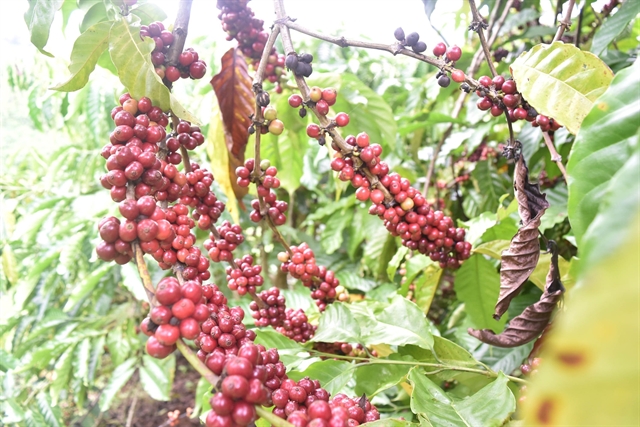 Robusta coffee price is higher than Arabica coffee price in Việt Nam