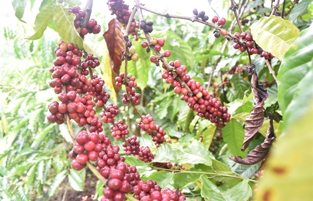 Robusta coffee price is higher than Arabica coffee price in Việt Nam