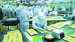 shrimp export break out in many markets due to price increase