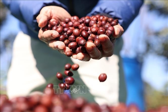 Vietnam on quest for specialty coffee development