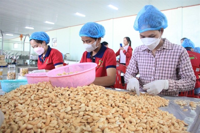 Processing cashews for export at a factory in Bình Phước Province. Việt Nam's cashew nut exports in the first eight months of 2024 reached 486,470 tonnes (Photo: VNA)