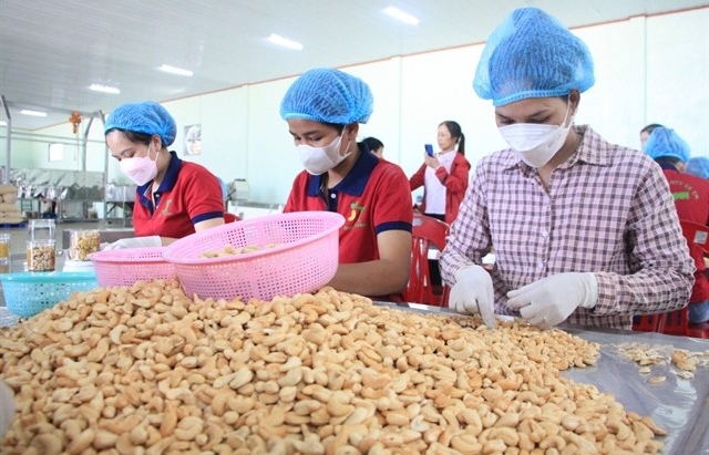 Cashew industry faces risk of trade deficit