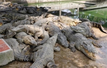 Expanding export opportunities for crocodile industry