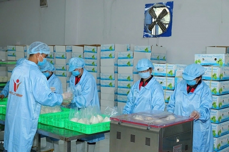 Packing fresh coconut for export at Vina T&T Company. Photo: TL