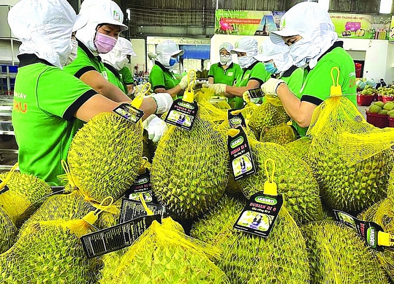 Durian fruit is experiencing rapid growth in export turnover.  Photo: ST