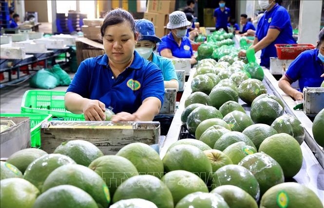 Standardising fruit quality can open up new markets for Vietnam: Insiders