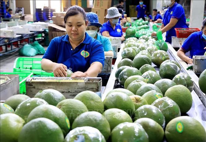 Packing green-skinned pomelos for export in Mo Cay Bac district, Ben Tre province (Photo: VNA)