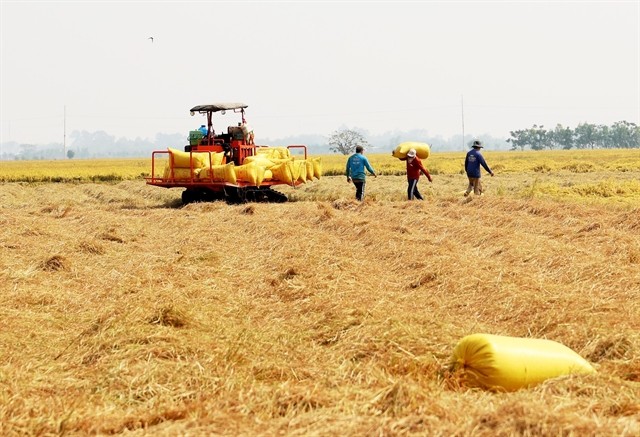 Farmers in the Mekong Delta province of An Giang harvest rice. (Photo: VNA)