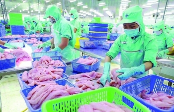 Ensuring the quality of exported pangasius requires attention to breeding stock