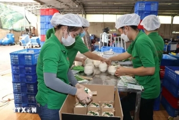 First batches of Vietnam’s fresh coconuts enter China