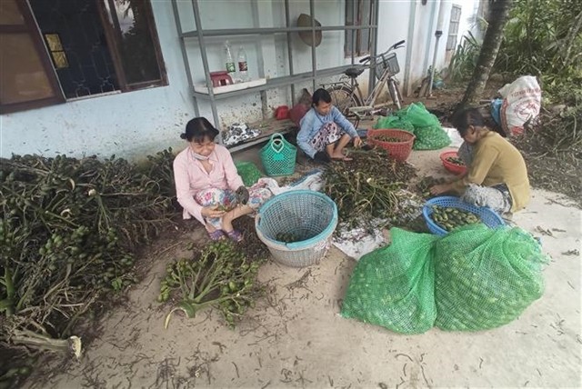 People collect young areca nuts in Ben Tre province (Photo: VNA)