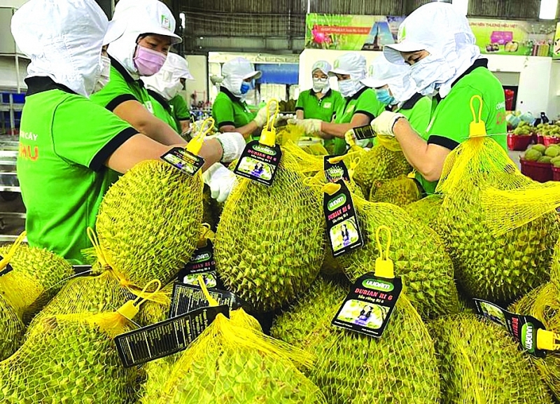 Durian is a key export item of Vietnam's fruit and vegetable industry. Photo: Internet.