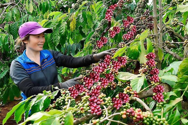 Coffee exports are achieving impressive results. Photo: Internet.