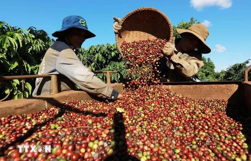 Coffee price hikes push export revenue up