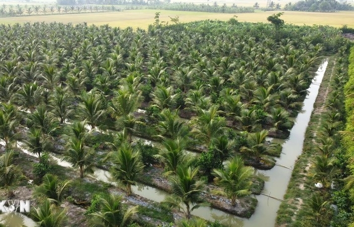 Nine coconut growing areas in Tra Vinh qualified to export to China