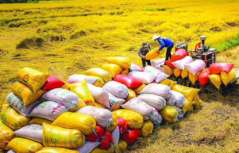 Rice is Vietnam's main export item to the Philippine market. Illustrative photo