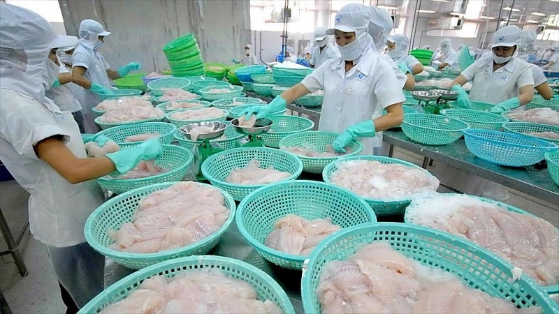 Processing pangasius for export at Vinh Hoan JSC