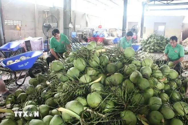 Fresh coconuts quenching new overseas markets