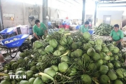 Fresh coconuts quenching new overseas markets