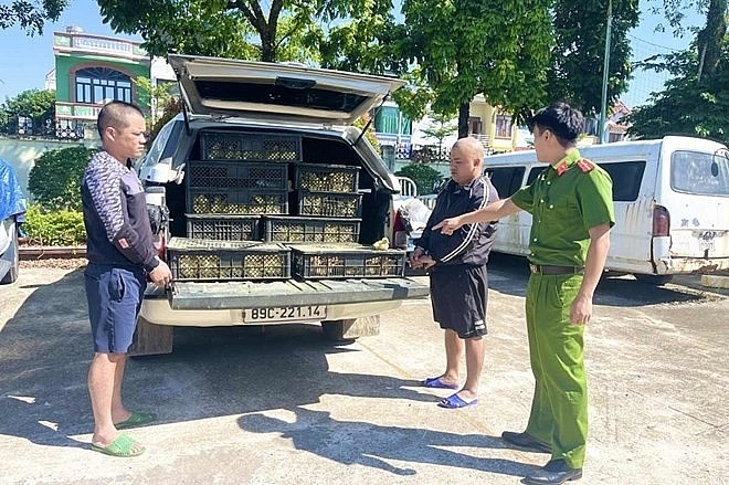 Quang Ninh prevents transportation of smuggled livestock breeds