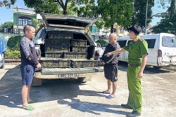 quang ninh prevents transportation of smuggled livestock breeds