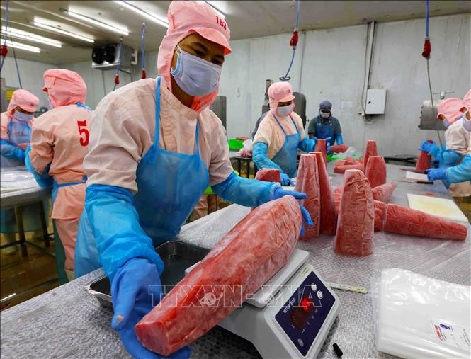 Workers process tuna for export. (Photo: VNA)