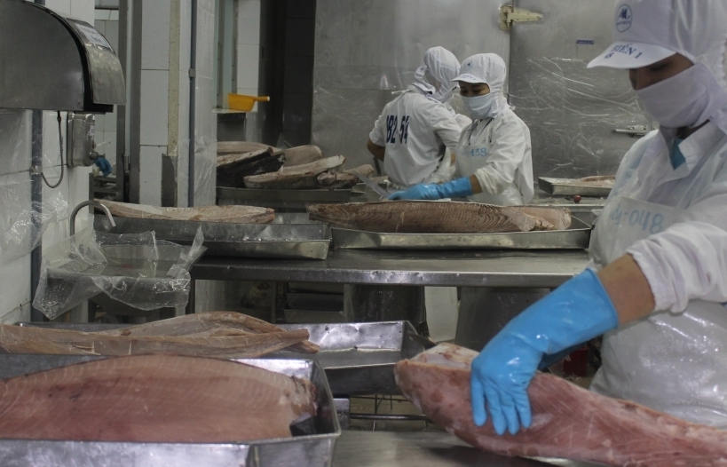 Businesses welcome the "golden" tuna export opportunity to the UAE