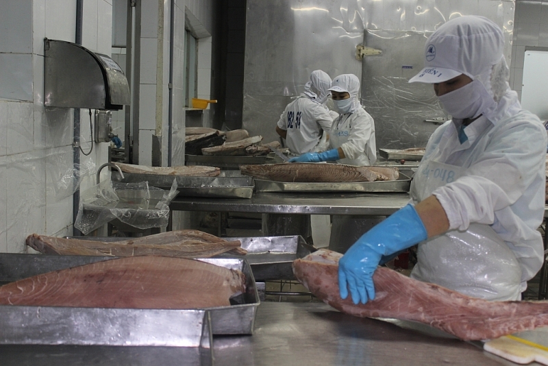 Processing tuna for export at Binh Dinh Seafood Joint Stock Company. Photo: T.H